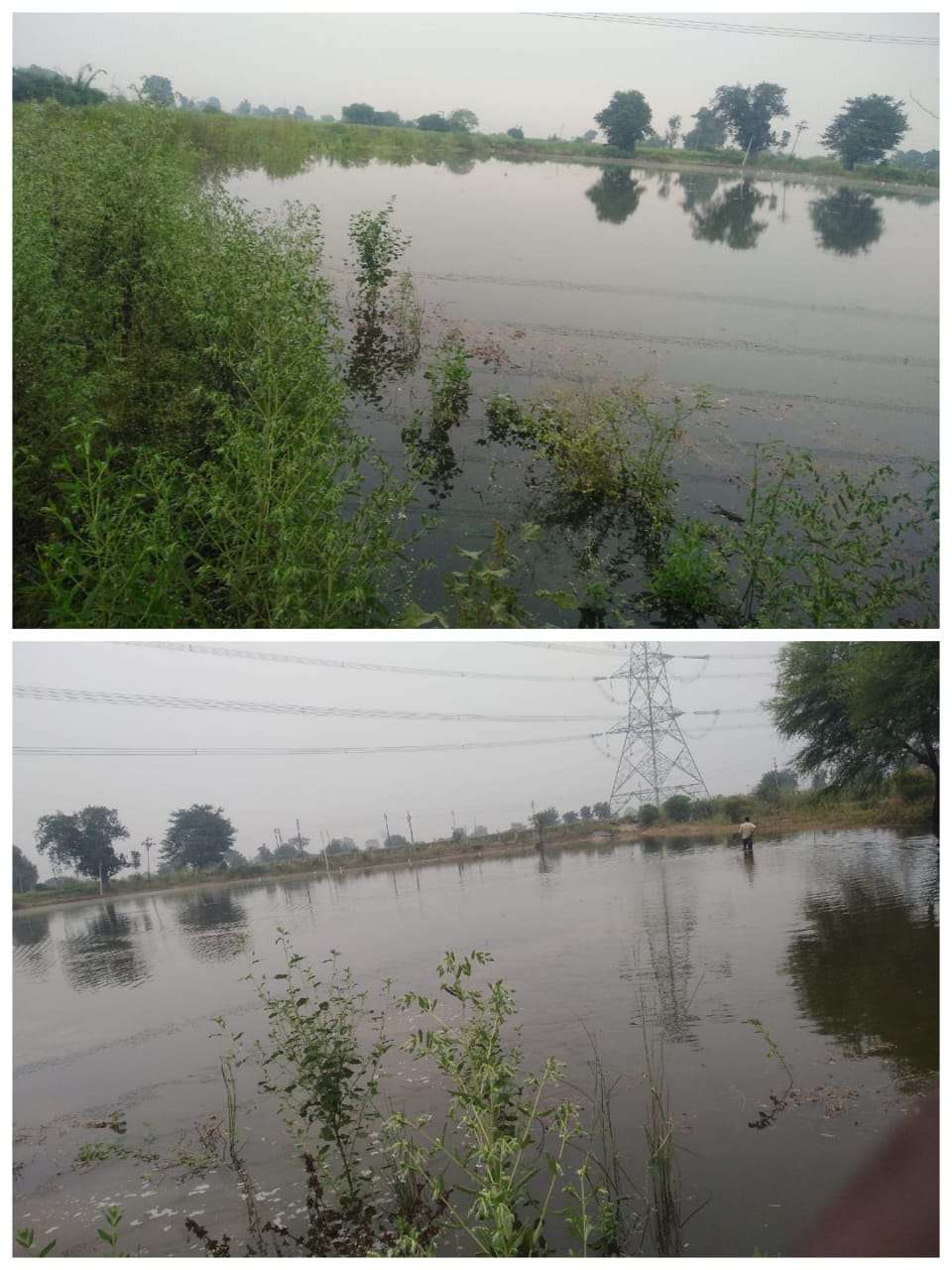 Read more about the article बेंबळाचे पाणी शेतात शिरल्याने चना व तुरी चा पीकाचे मोठ्या प्रमाणात नुकसान