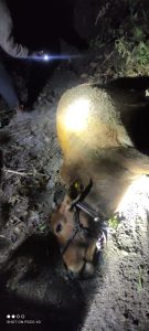 Read more about the article वाघाच्या हल्ल्यात गाय ठार ,वरोरा तालुक्यात वाघाचा वावर,शेतीचे कामे प्रभावित