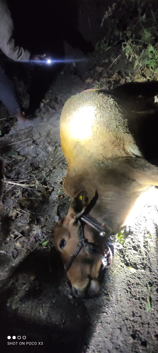 Read more about the article वाघाच्या हल्ल्यात गाय ठार ,वरोरा तालुक्यात वाघाचा वावर,शेतीचे कामे प्रभावित