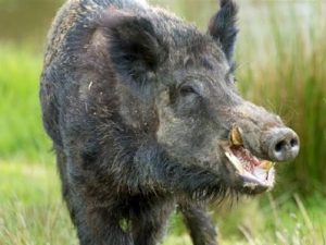 Read more about the article धक्कादायक: रान डुक्कराच्या हल्ल्यात दहा वर्षीय मुलगा ठार