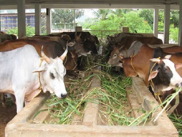 Read more about the article पशुधनावर आधारित शेळीपालन, कुक्कूटपालन व दुग्धव्यवसाय प्रशिक्षण ,युवक युवतींना प्रशिक्षण घेण्याचे आवाहन