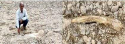 Read more about the article वरोरा तालुक्यातील या भागात डायनसोर चे अवशेष?