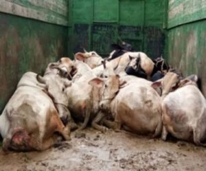 Read more about the article वाहन सोडविण्याकरिता भरले साडेतीन लाख,गोवंश तस्करी, रक्कम गोरक्षण संस्थेला प्रदान