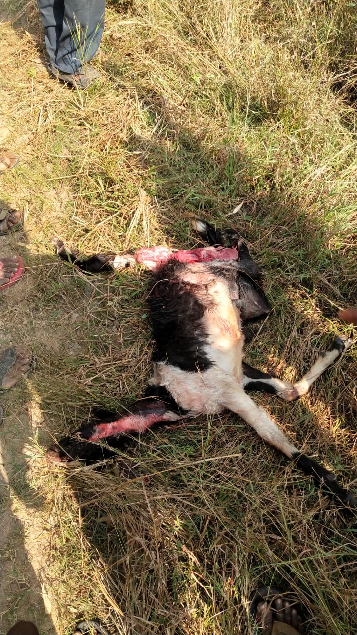 Read more about the article पोंभूर्णा तालुक्यात वाघाची दहशत कायम ,वनविभागाचे शर्तीचे प्रयत्न मात्र अपयशी