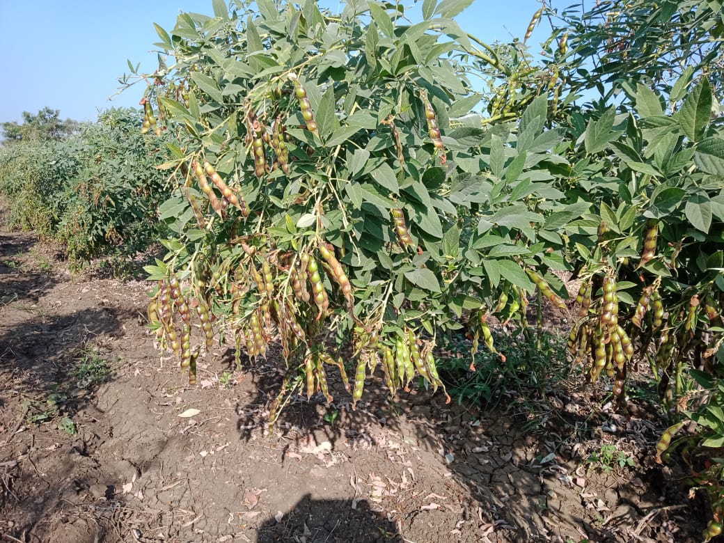 Read more about the article उमरीच्या शेतकऱ्याने फुलविले तुरीचे शिवार एकरी १८ ते २० क्विंटल उत्पन्नाची अपेक्षा; शेतकरी अजय नंदूरकरांची प्रतिकूल परिस्थितीवर मात