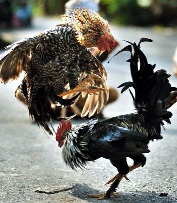 Read more about the article मारेगाव तालुक्यात इंदिराग्राम कोंबड बाजारावर छापा