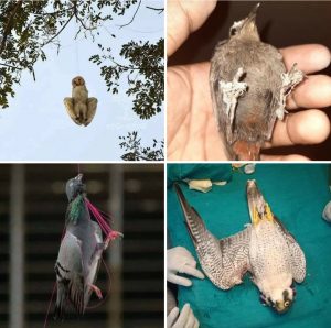 Read more about the article नायलॉन मांजा ठरतोय पक्ष्यांसाठी कर्दनकाळ :-पक्षीमित्र निखील चव्हाण