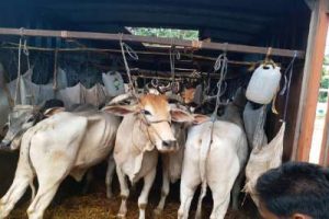 Read more about the article मारेगाव शहरातून गोवंश तस्करीचा परराज्यात व्यापार “रोहपट” बनले गोवंश जमा करण्याचे हब तस्करीसाठी पोलीस चालकाचा हिरवा कंदील ?