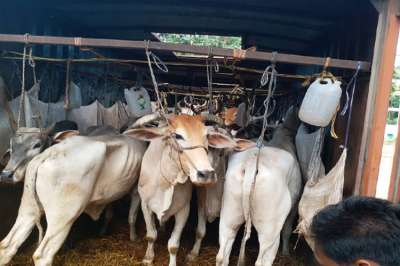 Read more about the article मारेगाव शहरातून गोवंश तस्करीचा परराज्यात व्यापार “रोहपट” बनले गोवंश जमा करण्याचे हब तस्करीसाठी पोलीस चालकाचा हिरवा कंदील ?