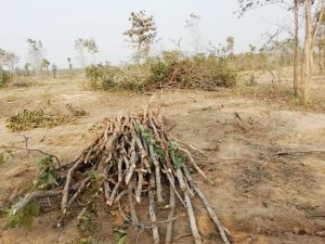 Read more about the article घोसरी उवनक्षेत्रातील वृक्षतोड प्रकरणी विजय वासेकरांचे पर्यावरण मंत्र्यांना निवेदन : चौकशीची मागणी