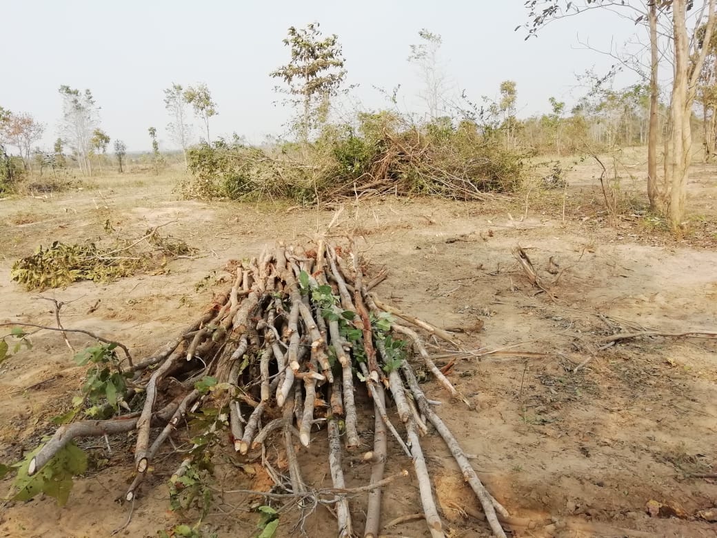 Read more about the article घोसरी उवनक्षेत्रातील वृक्षतोड प्रकरणी विजय वासेकरांचे पर्यावरण मंत्र्यांना निवेदन : चौकशीची मागणी