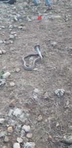 Read more about the article वन्य जीव रक्षक मुकूटबन येथील सर्प मित्र टीमच्या अथक प्रयत्नाने दोन अती विषारी सपांना जीवनदान