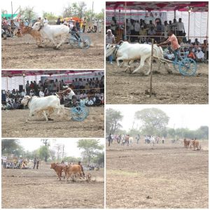 Read more about the article बाभूळगाव येथे छत्रपती शिवाजी महाराज  शंकर पटाचे आयोजन.