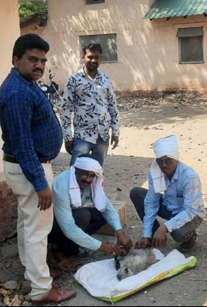 Read more about the article वन विभागाने दिले जखमी माकडाला जीवनदान