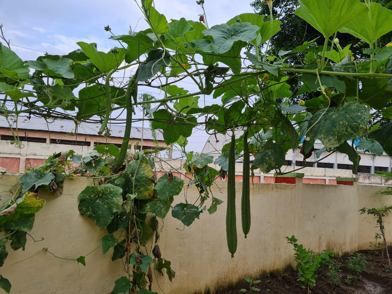 Read more about the article निसर्ग आपल्याला अनेक गोष्टी फुकट देतो,प्रत्येक गोष्ट विकत घ्यायची गरज नाही :-तहसीलदार कानडजे