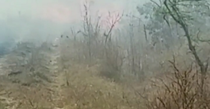 Read more about the article वनविभागाच्या दुर्लक्षामुळे फिस्कि जंगलाची वनसंपदा धोक्यात जंगलाला लागलेली आग