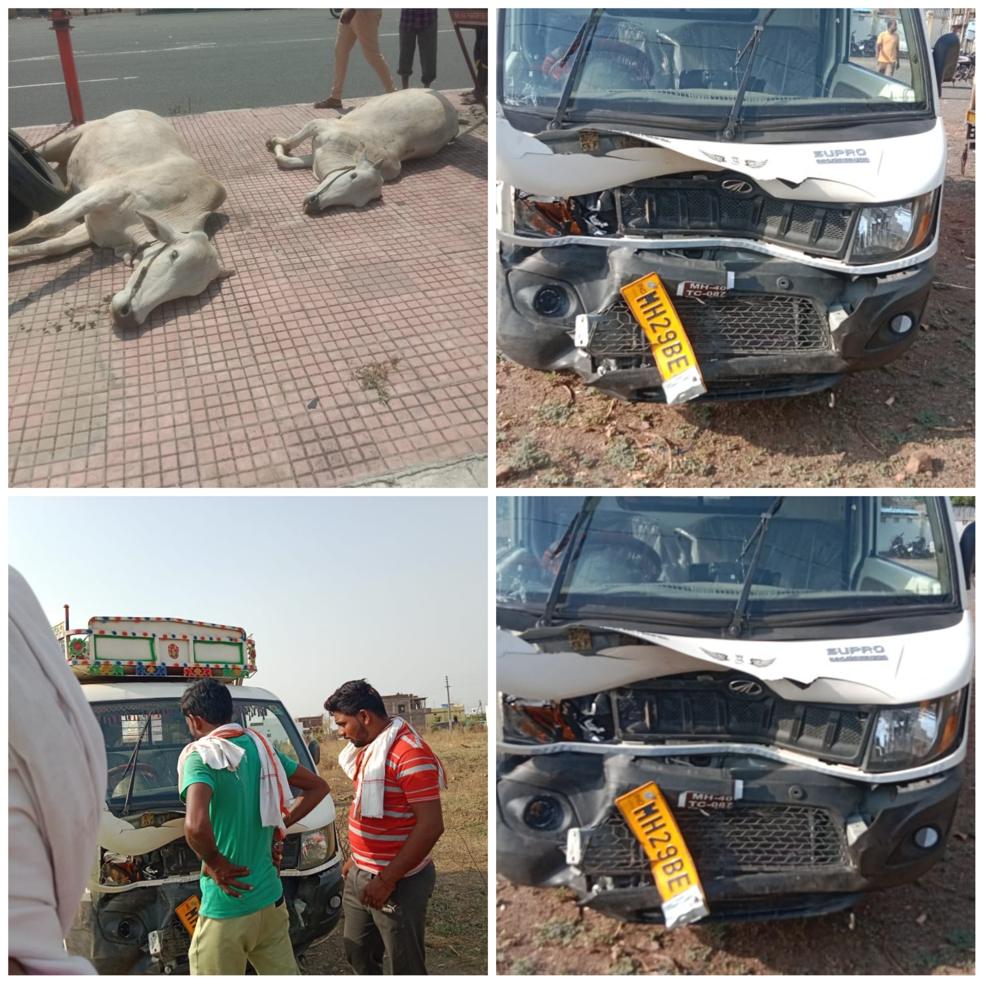 Read more about the article भरधाव टाटा एस च्या धडकेत बैलजोडी ठार