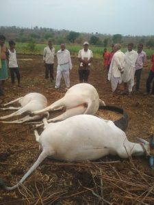 Read more about the article पुसद तालुक्यातील पिंपळगाव येथे विज कोसळुन दोन बैल व एका गायीचा मृत्यू!