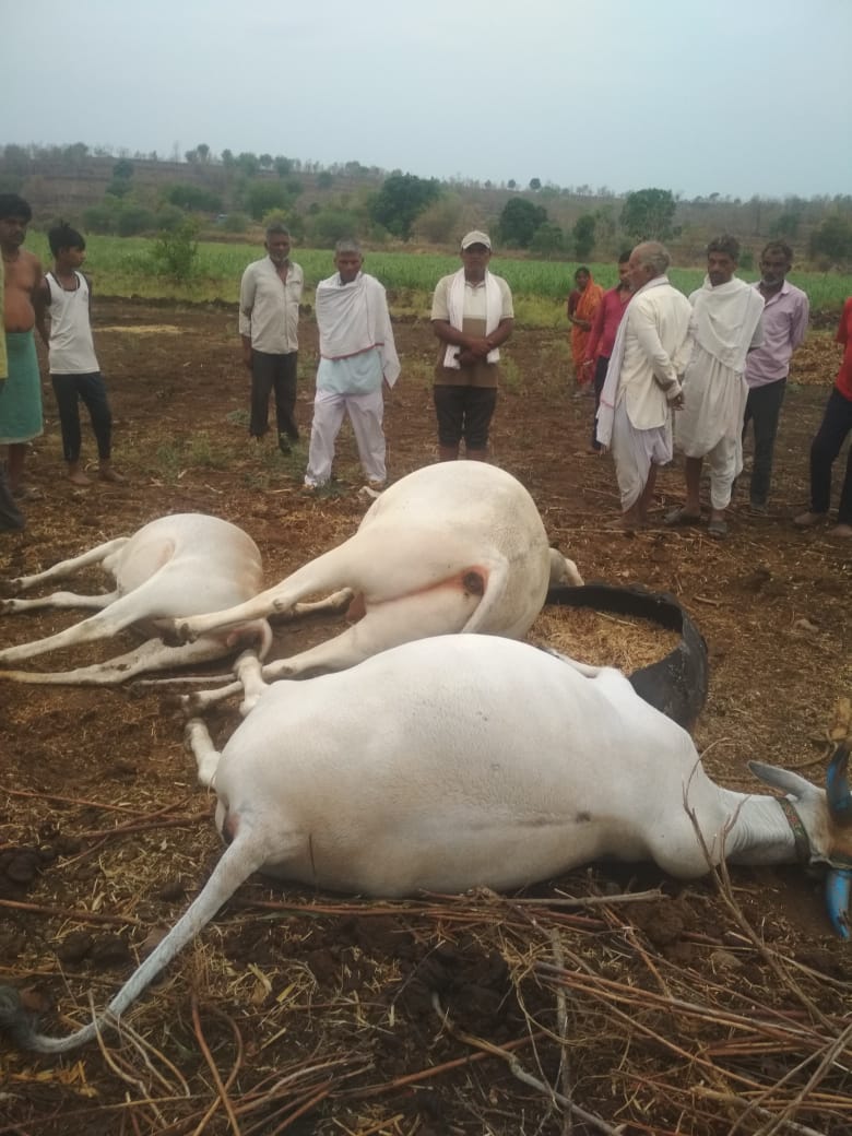 Read more about the article पुसद तालुक्यातील पिंपळगाव येथे विज कोसळुन दोन बैल व एका गायीचा मृत्यू!