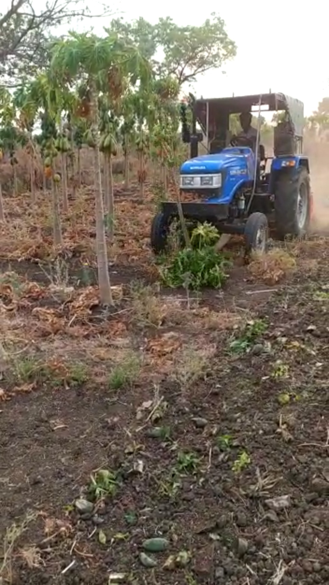 Read more about the article अगतिक शेतकऱ्यांची व्यथा : पाणी पाणी करणार पीक करपताना पाहून शेतकऱ्यांने हताश होऊन पपई पिकात रोटावेटर फिरविला