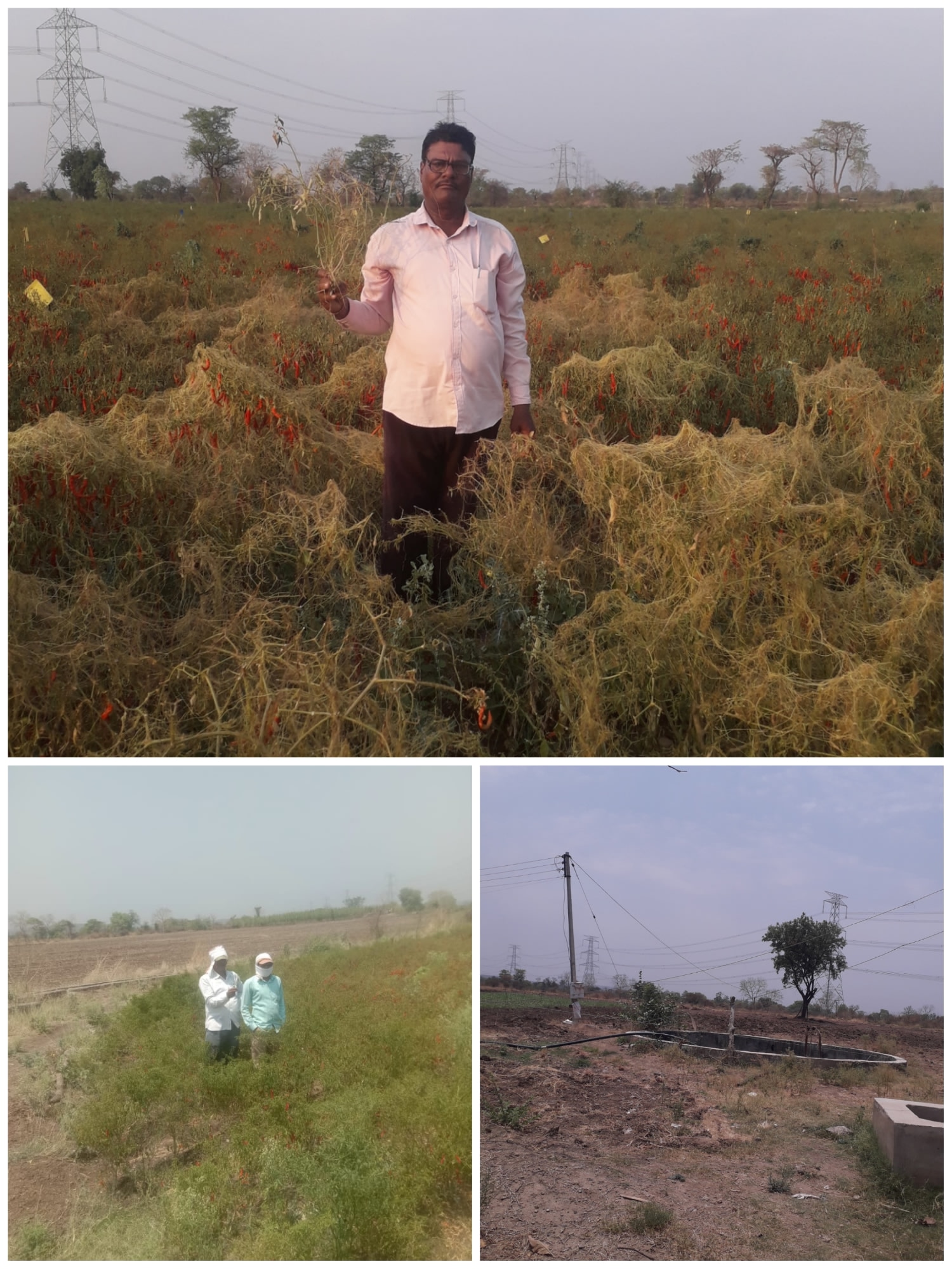 Read more about the article वडकी वीज महावितरण कंपनीच्या दुर्लक्षित धोरणामुळे शेतकऱ्यांचे लाखोचे नुकसान