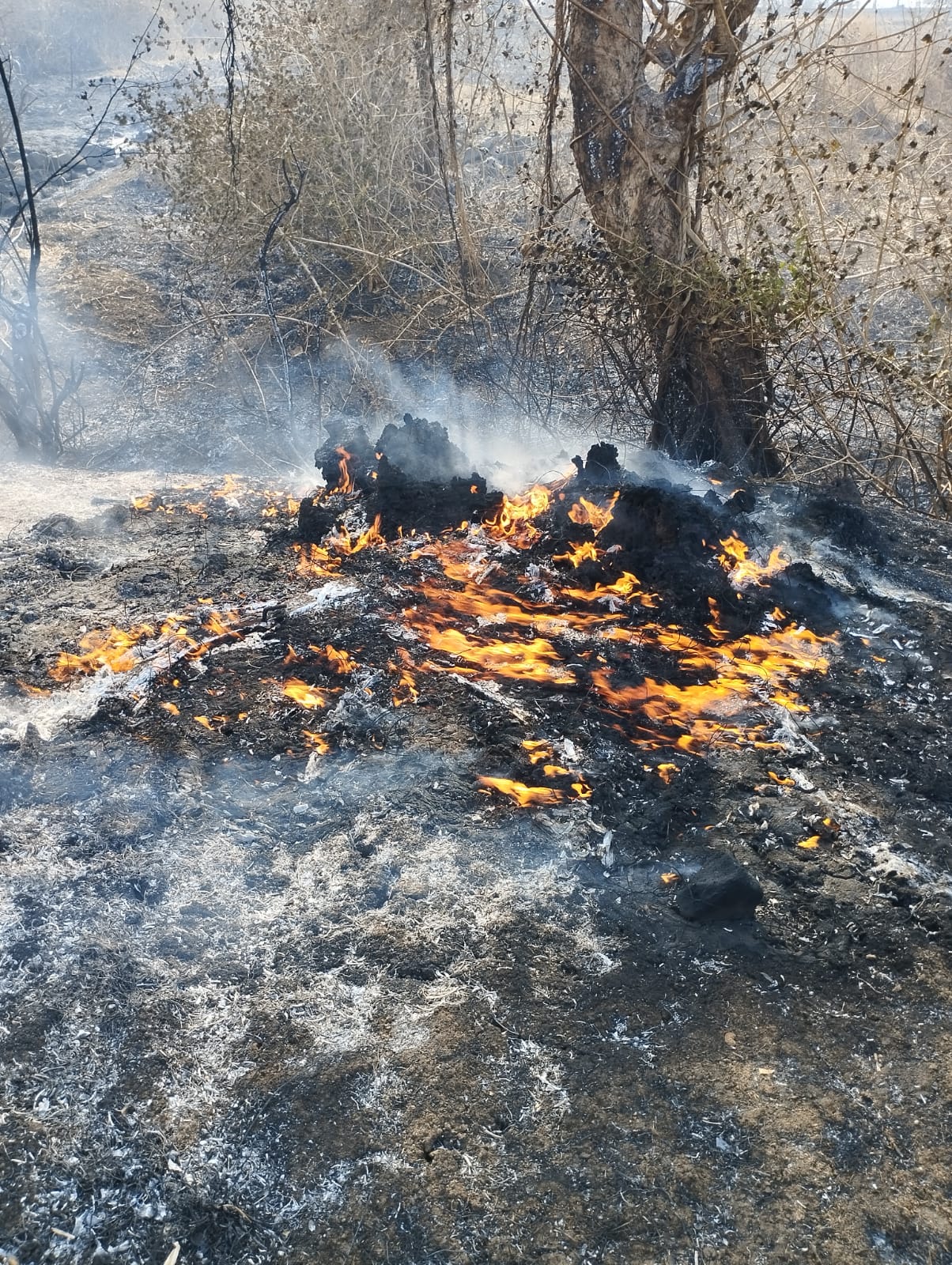 Read more about the article राळेगाव तालुक्यातील खडकी सुकळी येथे शाॅट सर्केटमुळे आग लागुन शेतकरी यांचे मोठ्या प्रमाणात नुकसान