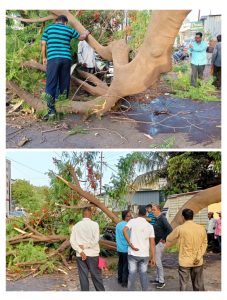 Read more about the article मुख्य रस्त्यावर कोसळले भले मोठे झाड, मोटरसायकल स्वार किरकोळ जखमी