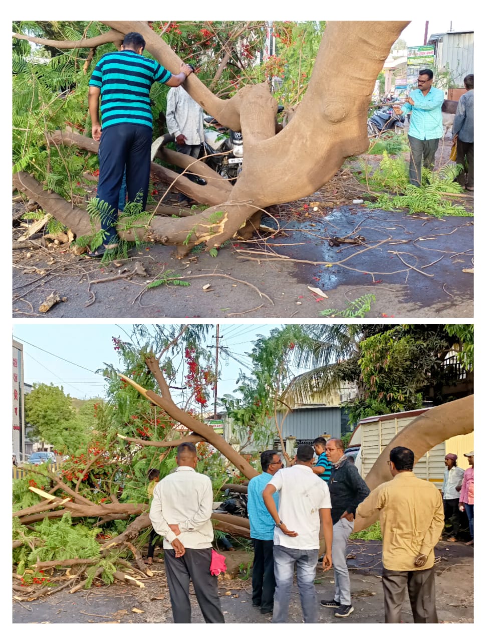 Read more about the article मुख्य रस्त्यावर कोसळले भले मोठे झाड, मोटरसायकल स्वार किरकोळ जखमी