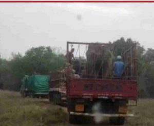 Read more about the article चंद्रपूरच्या ताडोबातील हत्ती निघाले गुजरातला; 4 नर आणि 2 मादी जामनगरच्या दिशेने चंद्रपूरच्या ताडोबातील हत्ती निघाले गुजरातला