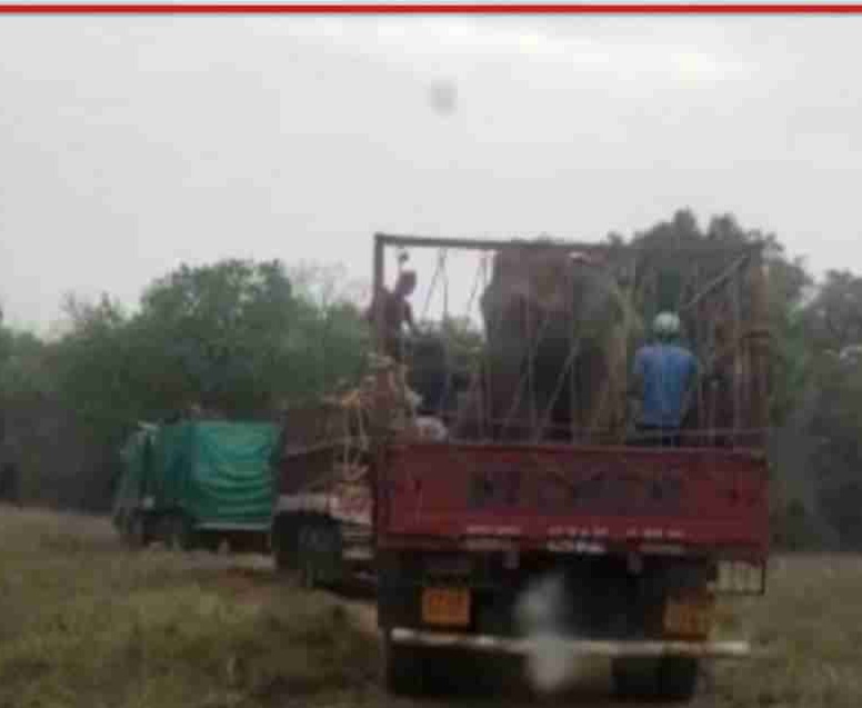 Read more about the article चंद्रपूरच्या ताडोबातील हत्ती निघाले गुजरातला; 4 नर आणि 2 मादी जामनगरच्या दिशेने चंद्रपूरच्या ताडोबातील हत्ती निघाले गुजरातला