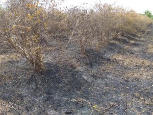 Read more about the article शार्ट सर्किट मुळे डाळिंबाची बाग जळून खाक,पंधरा एकर मधील पाच हजार चारशे डाळिंबाची झाडे जळून खाक