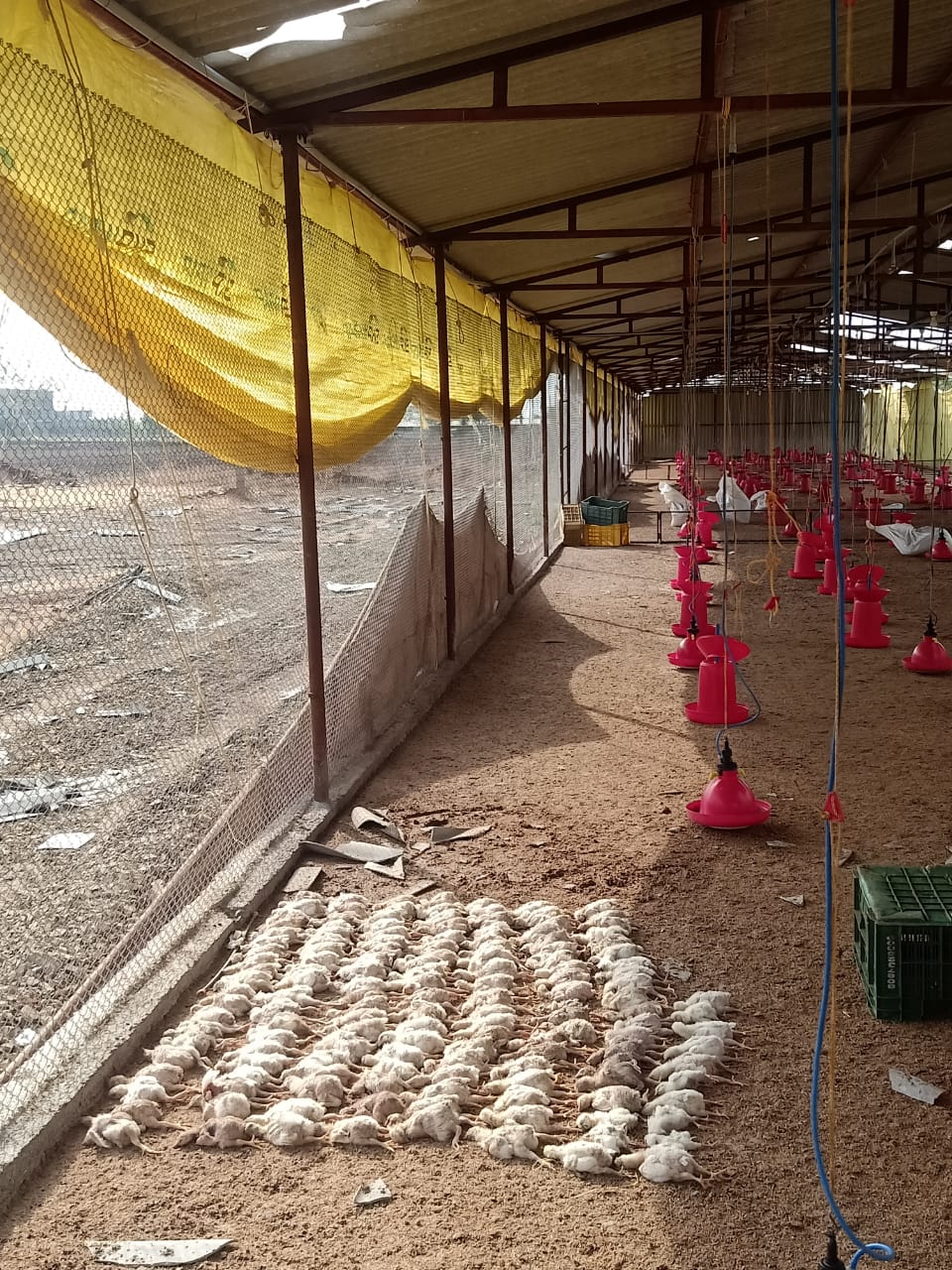 Read more about the article वादळी वाऱ्यामुळे कुकुट पालनचे तीन लाख रुपयांचे नुकसान