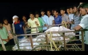 Read more about the article धक्कादायक: दहेगाव येथे अज्ञात व्यक्तीने बैलाना चारले विष