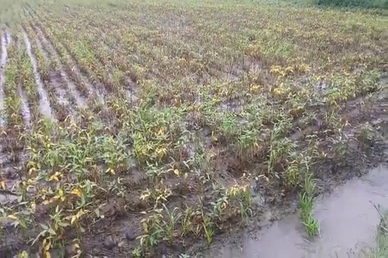 Read more about the article अतिवृष्टीग्रस्त शेतकऱ्यांच्या पिकाचे त्वरित पंचनामे करून आर्थिक मदत द्यावी.:संभाजी ब्रिगेड चे नेते पियुष रेवतकर यांची मागणी.