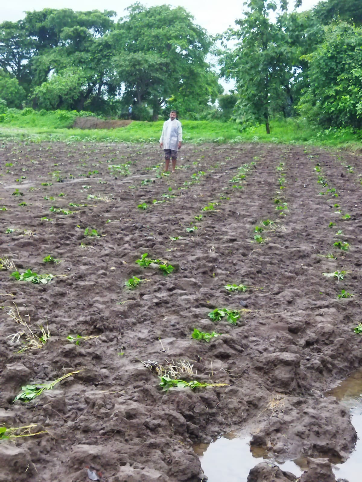 Read more about the article शेतकऱ्यांचा अश्रूंचा बांध फुटला; पिकांचे नुकसान थांबेना,कपाशी, सोयाबीन पिके पडताहेत पिवळी : शेतकऱ्यांची चिंता वाढली, पिकांमध्ये तण वाढत असल्याने फवारणीसह निंदणचा खर्च वाढला आहे.