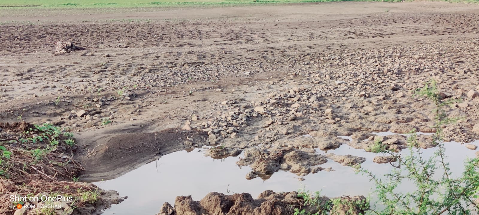 Read more about the article निसर्गाचा लहरीपणा उठला शेतकऱ्यांच्या जीवावर शासन मदत करणार की पाने पुसणार ?उत्पन्न तर दूरच, लागवडीचा खर्च निघण्याचीही आशा उरली नाही