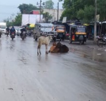 Read more about the article ढाणकी शहरात मोकाट जनावरांचा सुळसुळाट संबंधित यंत्रणा सुक्त अवस्थेत