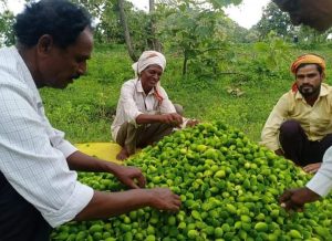 Read more about the article अनेकांना मधल्या काळात रोजगार देणारे (करटूले)ठरला महत्वाचा आधार,दऱ्या खोऱ्यात राहणाऱ्या बांधवांना मिळतोय करटुले मधून आर्थिक हातभार