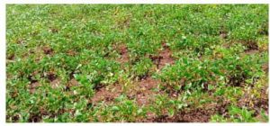 Read more about the article पावसाने दडी मारल्याने शेतकऱ्यांची धाकधुक वाढली.