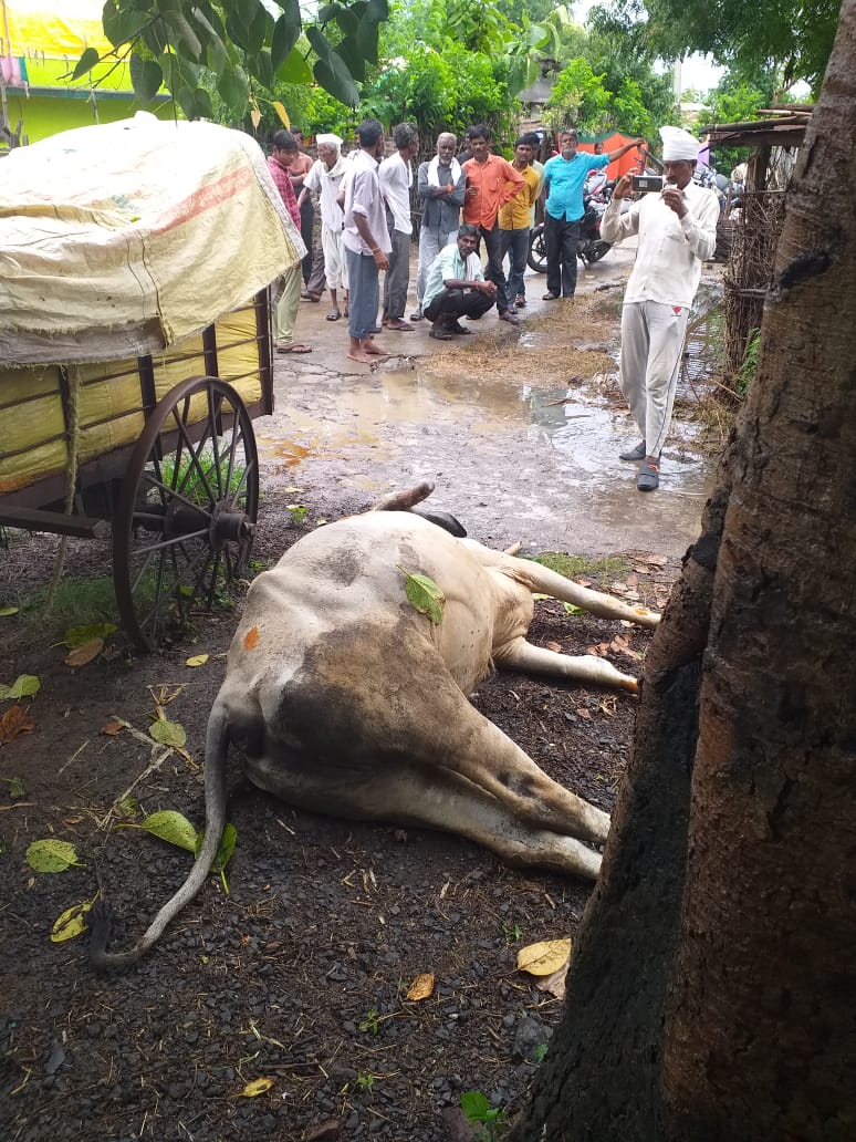 Read more about the article सावंगी येथे विजेच्या धक्क्याने बैल मृत्युमुखी    