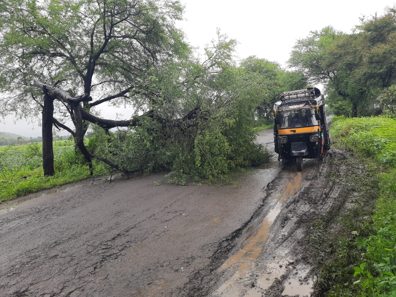 Read more about the article दोन दिवसाच्या पाऊस वाऱ्यामुळे बाभळीचे झाड मोडून पडले रस्त्यावर,वाहतुकीस अडथळा