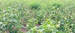 Read more about the article वेळीच करा कापूस पिकातील आकस्मिक मर व्यवस्थापन करा…..! कृषी तज्ञ विनोद चौधरी.