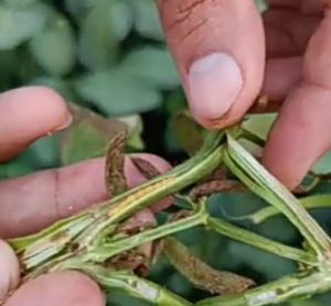 Read more about the article सोयाबीनवर किडींचा प्रादुर्भाव वेळेवर नियंत्रण करणे गरजेचे