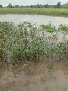 Read more about the article शेतकऱ्यांना पीक विमा रक्कम कधी मिळेल ?