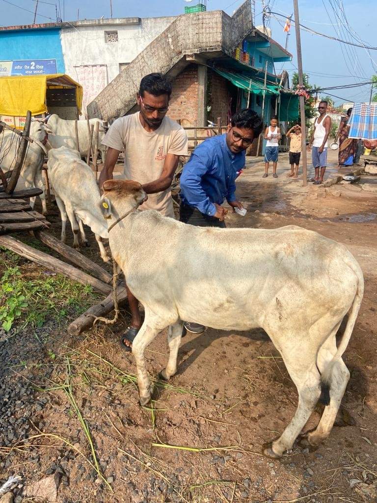 Read more about the article राजुरा तालुक्यात 15 गावांतील जनावरांचे नि:शुल्क लसीकरण