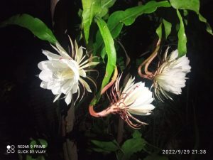 Read more about the article निसर्गाची किमया उमलले दुर्मिळ असे ब्रह्मकमळ.