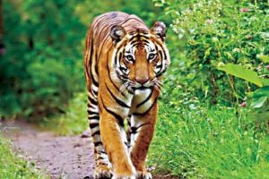 Read more about the article वाघाच्या हल्ल्यात गुराखी गंभीर जखमी