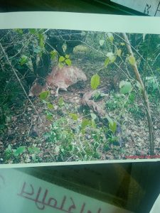 Read more about the article बोर्डा शिवारात वाघाची दहशत