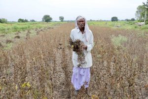 Read more about the article पावसामुळे हिमायतनगर परिसरातील सोयाबीन पिकाचे नुकसान