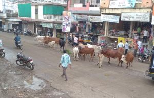 Read more about the article हिमायतनगर शहरातील मुख्यरस्त्यावर मोकाट जनावरे रस्त्यावर,मुख्याधिकारी यांचे साफ दुर्लक्ष
